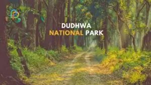 Dudhwa National Park Uttar Pradesh Wildlife Unexplored